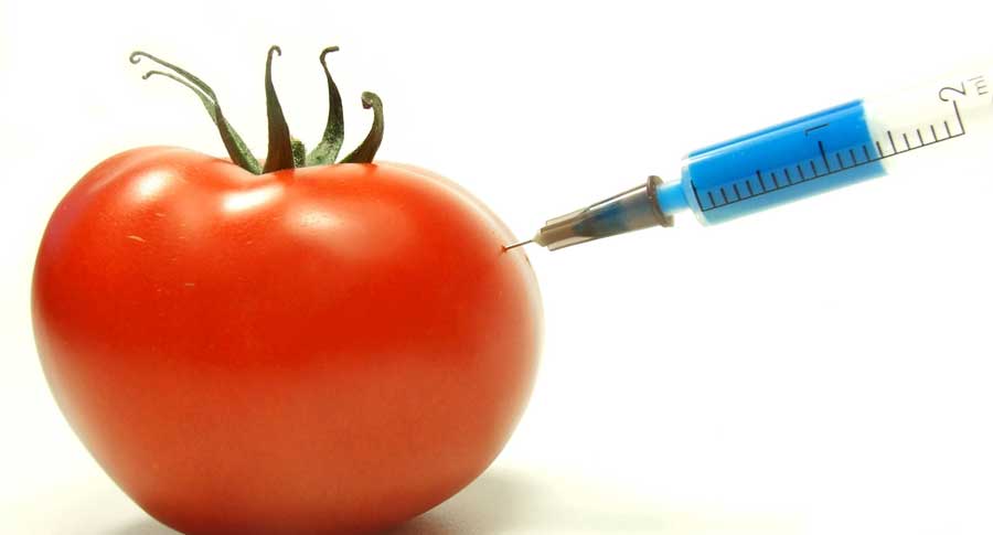 GMOs Cancer